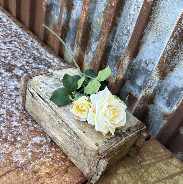 Ros kvist med flera cream färgade rosor