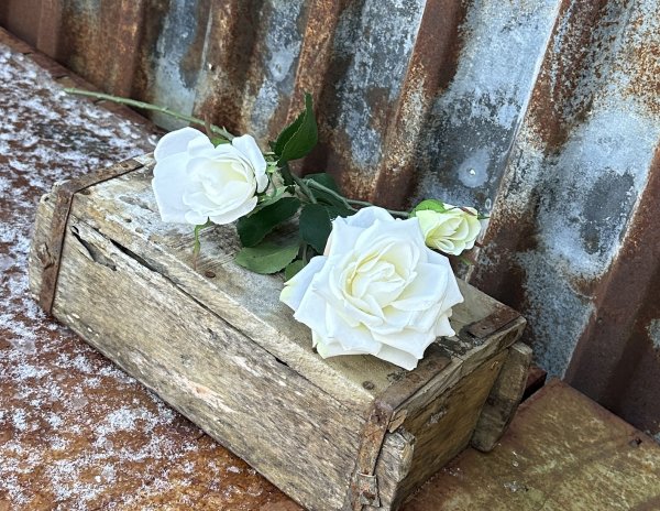 Ros kvist med flera vita rosor