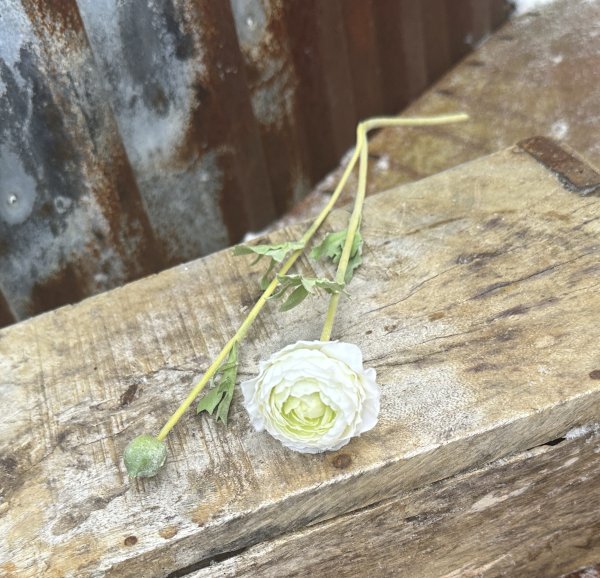Vit och rosa ranunkel med gröna blad 