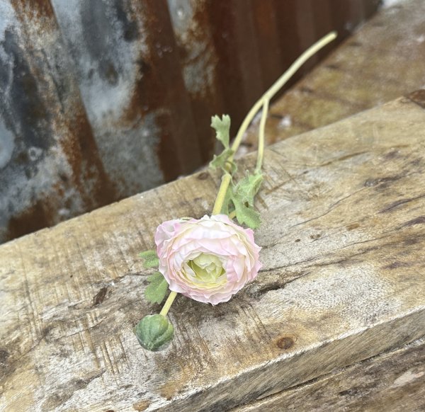 Vit och rosa ranunkel med gröna blad 