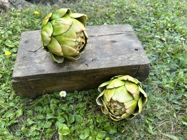 Kronärtskocka grön att dekorera med