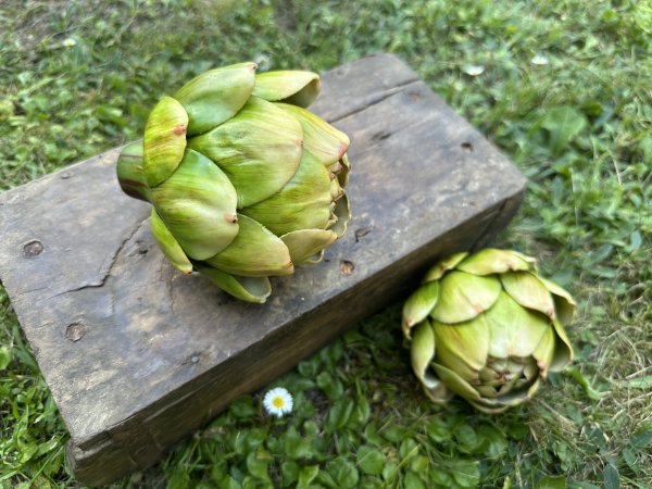 Kronärtskocka grön att dekorera med