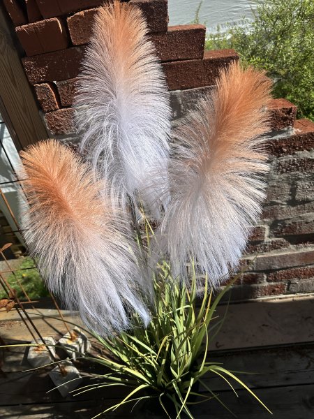 Stor blomma / väst Plymspirea med stora fluffiga blommor