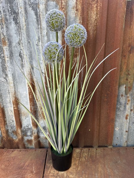 Blå blomma Prydnadslök / Allium i högre större modell