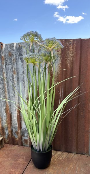 Blomma / växt Angelica med blåa blommor i högre större modell