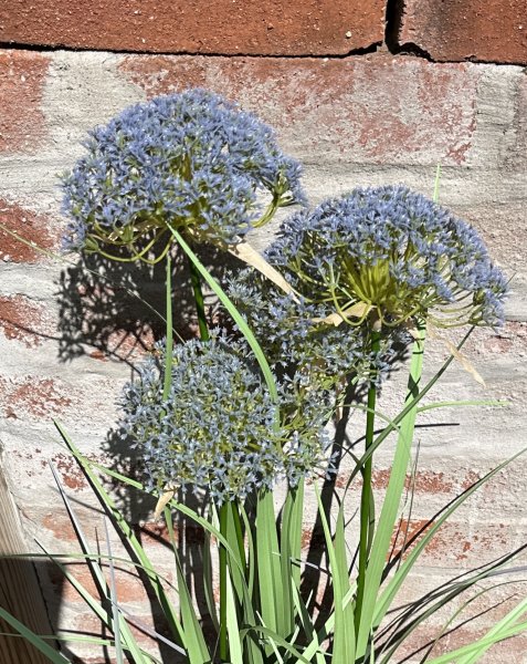 Blomma / växt Angelica med blåa blommor i högre större modell