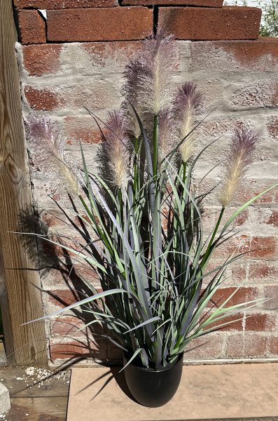 Stor vacker blomma / växt Tuvrör med fluffiga blommor