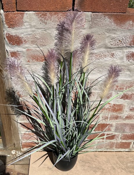 Stor vacker blomma / växt Tuvrör med fluffiga blommor