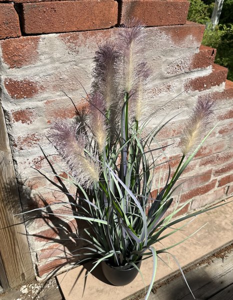 Stor vacker blomma / växt Tuvrör med fluffiga blommor