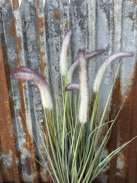 Blomma / väst Taggäxing i kruka med fluffiga blommor 