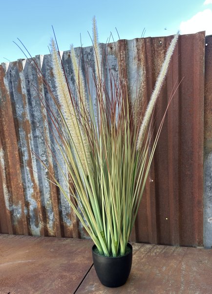 Horsetail blomma / växt i kruka större högre modell