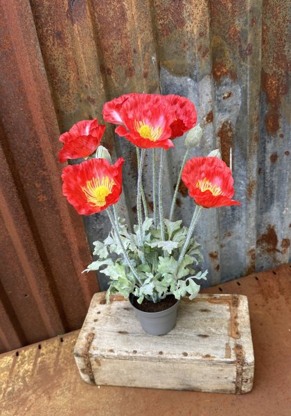 Röd vallmo i kruka med flera blommor 