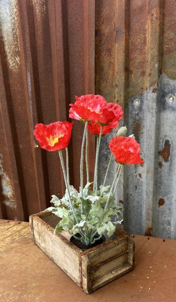 Röd vallmo i kruka med flera blommor 