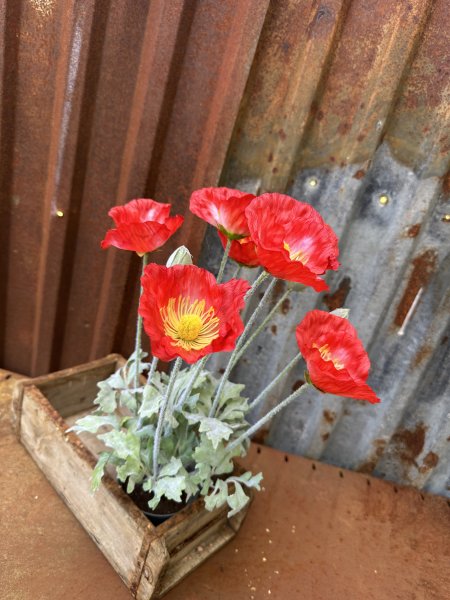 Röd vallmo i kruka med flera blommor 
