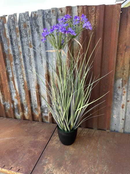 Blå blomma Stäpplök i kruka större högre modell