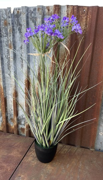 Blå blomma Stäpplök i kruka större högre modell
