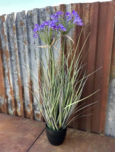 Blå blomma Stäpplök i kruka större högre modell