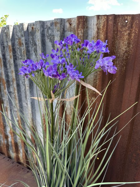 Blå blomma Stäpplök i kruka större högre modell