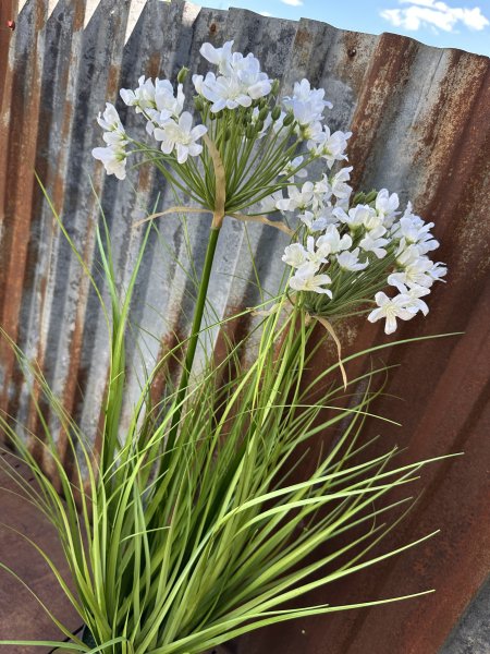 Vit blomma Stäpplök i kruka större högre modell