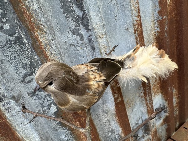 Stor fågel på nypa med lång fjäder skrud