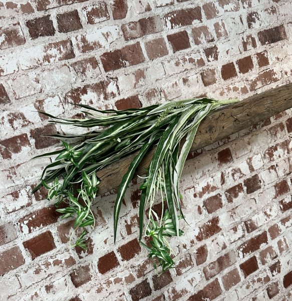 Grön blad växt / blomma Clorophyton i bukett modell