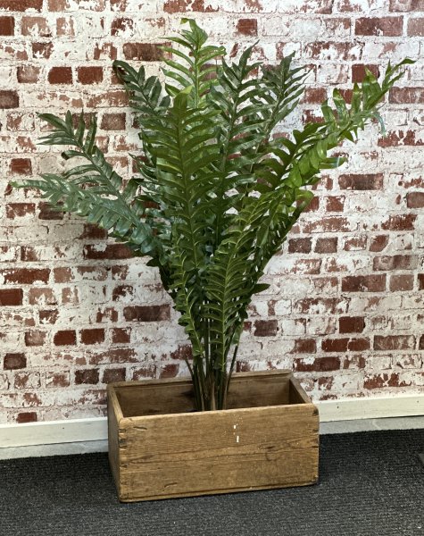Stor hög grön växt med flera blad i kruka