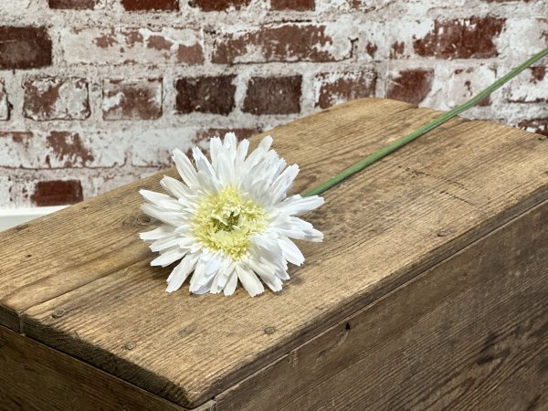 Vit fyllig Gerbera