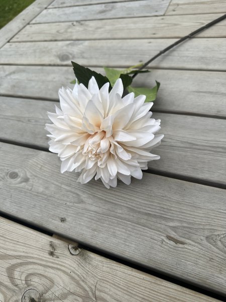 Cream färgad Dahlia med gröna blad