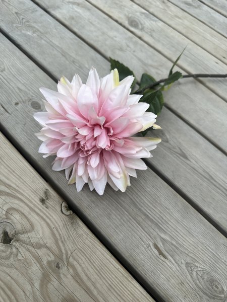 Rosa utslagen Dahlia