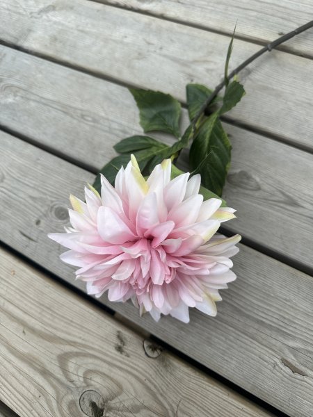 Rosa utslagen Dahlia