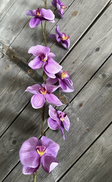 Lavendel lila större orkidé kvist