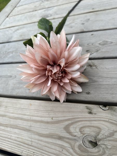 Beige utslagen Dahlia