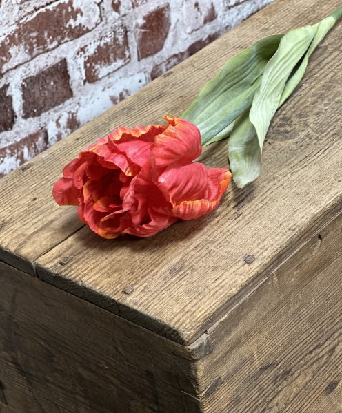 Orange röd tulpan "papegojtulpan" med gröna blad