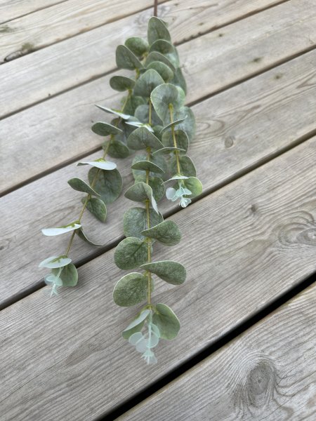 Eucalyptus kvist fler grenad i gröna nyanser