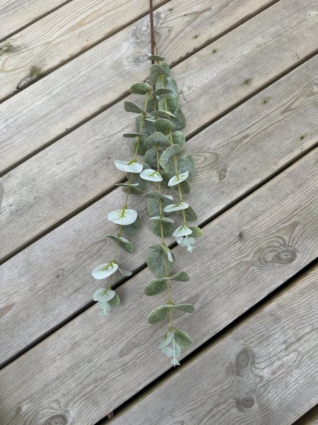 Eucalyptus kvist fler grenad i gröna nyanser