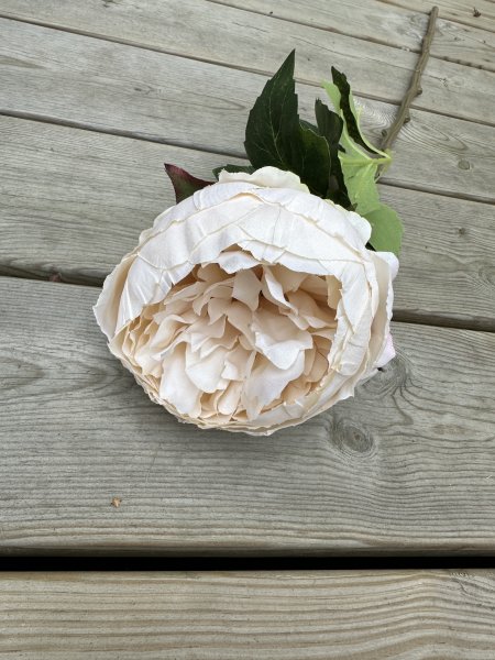 Cream vit Pion i större modell
