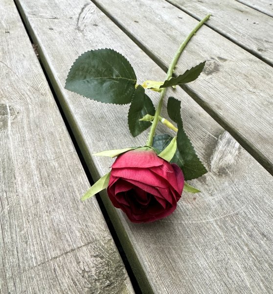 Röd ros med gröna blad