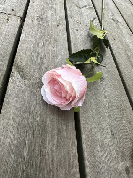 Rosa ros med gröna blad och större blomma