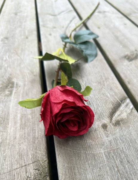 Röd ros med gröna blad och större blomma
