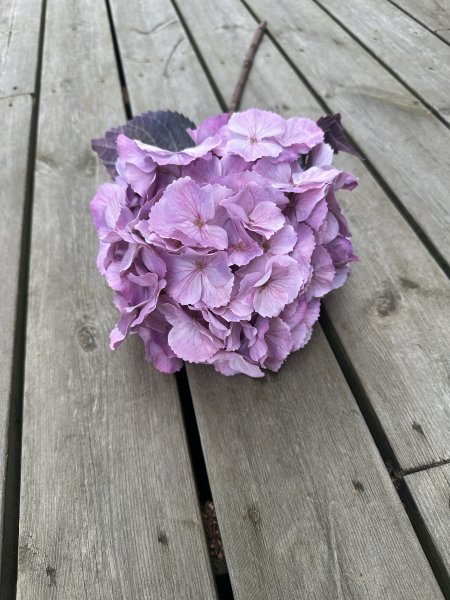Stor lila Hortensia i fyllig modell