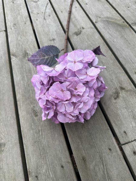 Stor lila Hortensia i fyllig modell