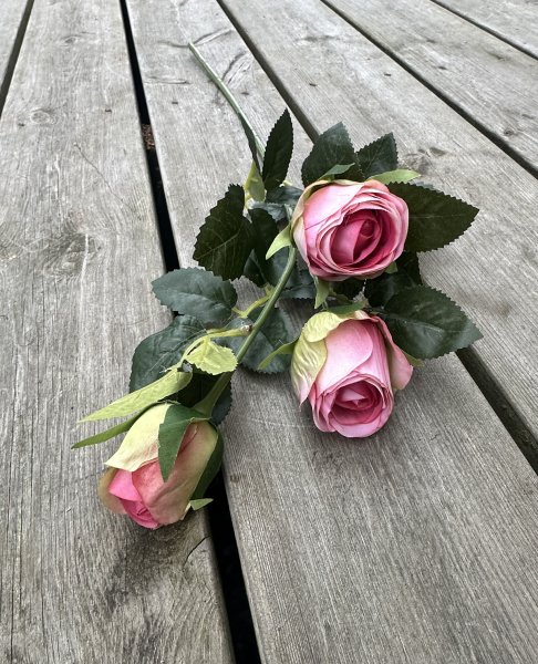 Rosa ros buskros med flera blommor i kvist modell
