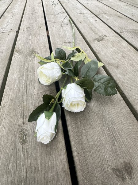 Vit ros buskros med flera blommor i kvist modell