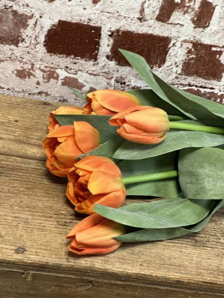 Orange tulpan med gröna blad