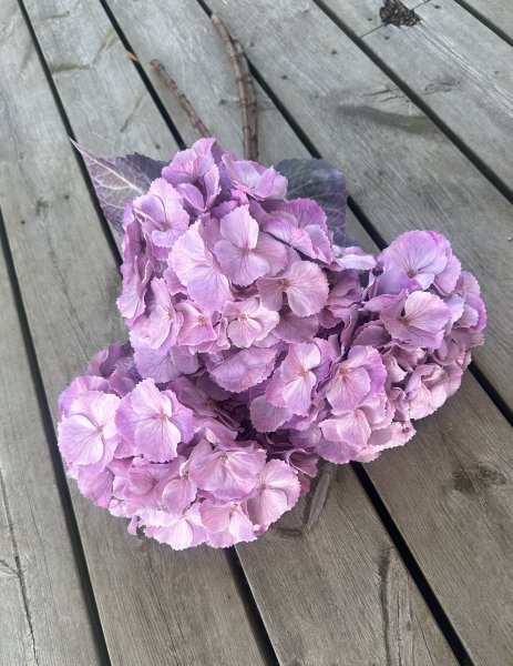 Stor lila Hortensia i fyllig modell