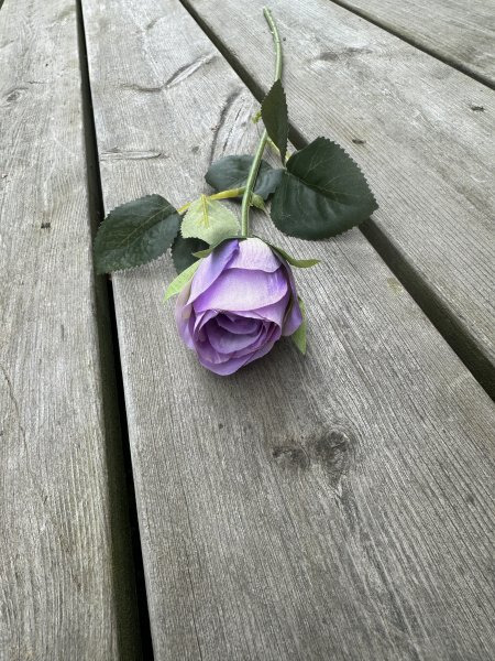 Klassisk ros med gröna blad i mixade nyanser