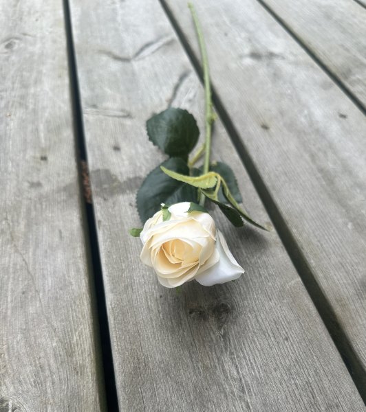 Klassisk ros med gröna blad i mixade nyanser