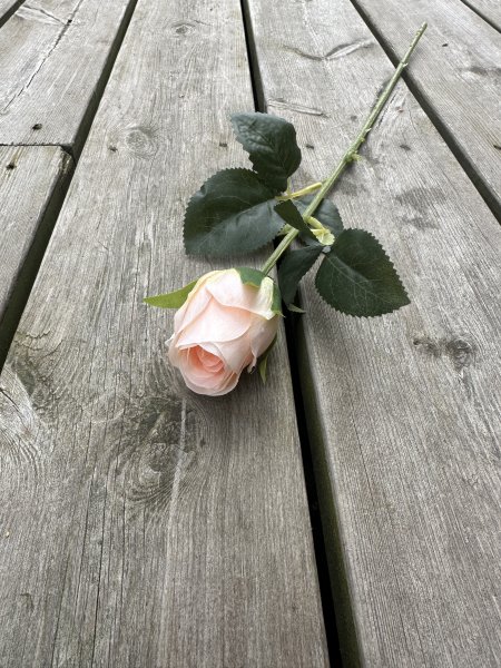 Klassisk ros med gröna blad i mixade nyanser