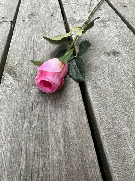 Klassisk ros med gröna blad i mixade nyanser