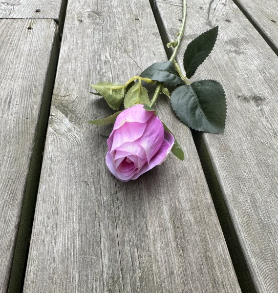 Klassisk ros med gröna blad i mixade nyanser